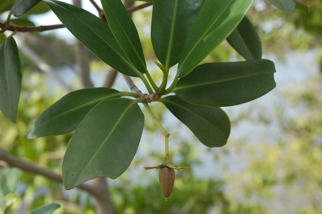 Rhizophora mangle fruits
